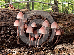 Pink mushrooms
