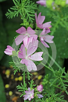 Pink musk mallow flower in close up with rain drops