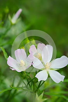 Pink Musk Mallow