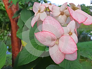 Pink Mussaenda dona Flower in the park photo