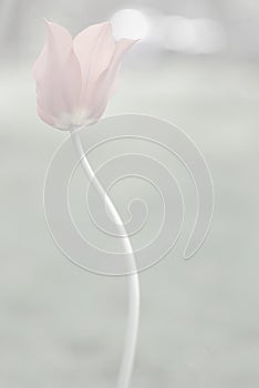 Pink Muted Tulip #1 Background