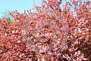 Pink natura love sakura background. Beautiful pink sakura flowers, Japanese cherry blossoms in spring on Women Mother Day