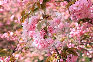 Pink natura love sakura background. Beautiful pink sakura flowers, Japanese cherry blossoms in spring on Women Mother Day