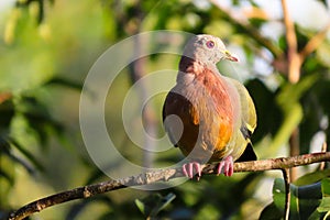 Pink-necked green pigeon