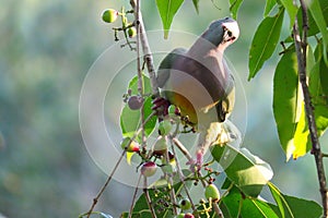 Pink-necked green pigeon