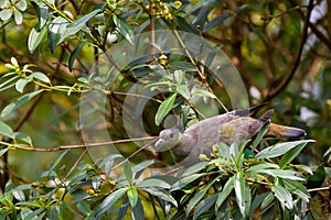 Pink-necked Green Pigeon feeding on fruit tree in Singapore