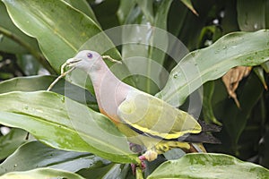 Pink-necked Green pigeon pick up a stick to build nest