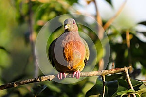 Pink-necked green pigeon photo