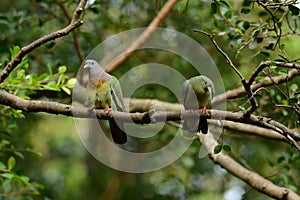 Pink-necked Green-Pigeon (Treron vernans)