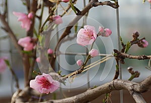 Pink nectarine 'Fantasia' flowers on the tree in early Spring