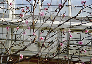 Pink nectarine 'Fantasia' flowers on the tree in early Spring photo