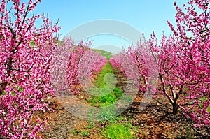 Pink Nectarine Trees, Israel photo