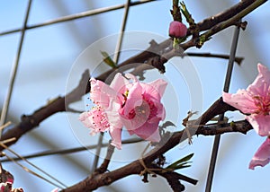 Pink nectarine 'Fantasia' flowers on the tree in early Spring photo