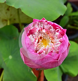 Pink Nelumbo Lotus Flower in the Pool