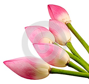 Pink Nelumbo nucifera flowers, close up, isolated