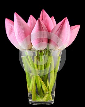 Pink Nelumbo nucifera flowers in a transparent vase, close up photo