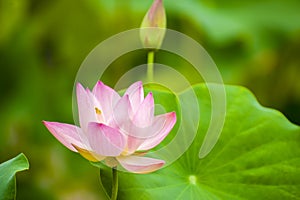 Pink nelumbo nucifera gaertn blossom lotus photo
