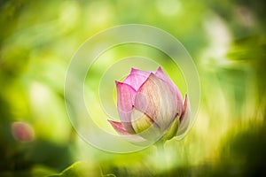 Pink nelumbo nucifera gaertn lotus bud photo