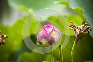 Pink nelumbo nucifera gaertn lotus bud