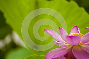 Pink nelumbo nucifera gaertn lotus