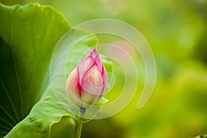 Pink nelumbo nucifera gaertn lotus bud