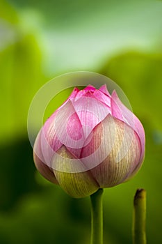 Pink nelumbo nucifera gaertn lotus bud