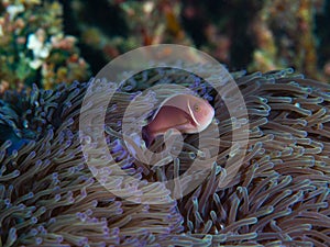 Pink nemo clownfish peeking out of habitat