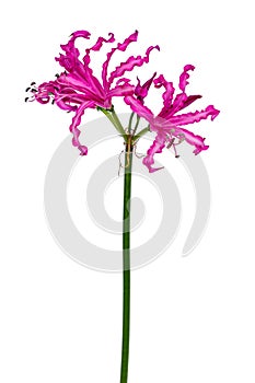 Pink Nerine flower on a white background