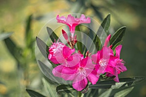 Pink Nerium oleander flower blur background