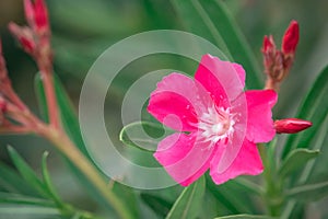 Pink Nerium oleander flower blur background