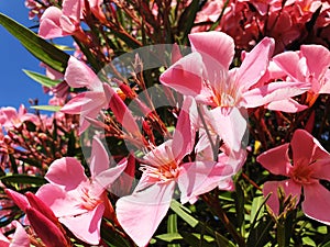Pink Nerium oleander flowers on a bush