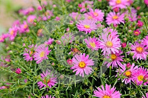 Pink New York Aster Flowers