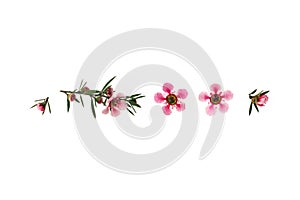 Pink New Zealand teatree flowers in bloom isolated on white background with copy space