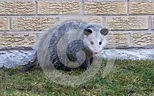 Pink Nose Black Ears Opossum