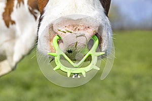 Pink nose of a cow with spiked nose ring, a calf weaning ring of bright green yellow plastic