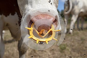 Pink nose of a cow with spiked nose ring, a maverick calf weaning ring of yellow plastic photo