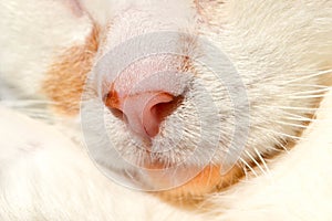 Pink nose of a white cat close up. Cute Pet Cat Macro