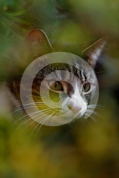 Pink Nosed Tabby Cat in Undergrowth