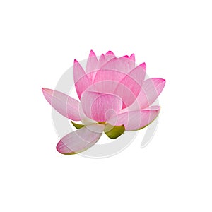 Pink nuphar flower, water-lily, pond-lily, spatterdock, Nelumbo nucifera, also known as Indian lotus, sacred lotus