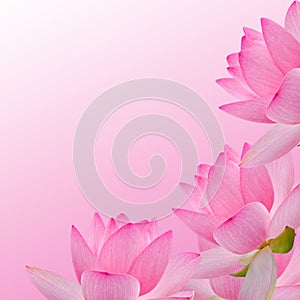 Pink nuphar flower, water-lily, pond-lily, spatterdock, Nelumbo nucifera, also known as Indian lotus, sacred lotus