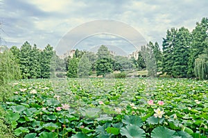 Pink nuphar flowers, green field on lake, water-lily, pond-lily