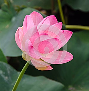 Pink nuphar flowers, green field on lake, water-lily, pond-lily, spatterdock, Nelumbo nucifera, also known as Indian lotus