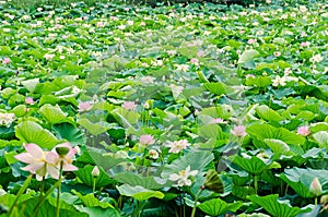 Pink nuphar flowers, green field on lake, water-lily, pond-lily, spatterdock, Nelumbo nucifera, also known as Indian lotus