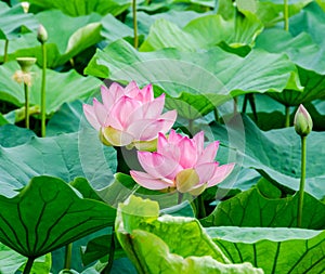 Pink nuphar flowers, green field on lake, water-lily, pond-lily, spatterdock, Nelumbo nucifera, also known as Indian lotus