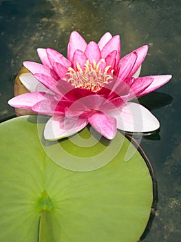 Pink Nymphaea