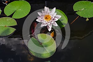 Pink nymphaea flower with sky reflection