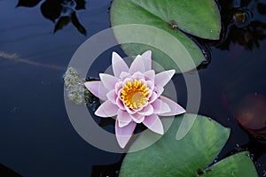 Pink nymphaea flower with sky reflection