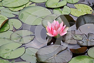 Pink nymphaea flowers