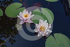 Pink nymphaea flowers with sky reflection