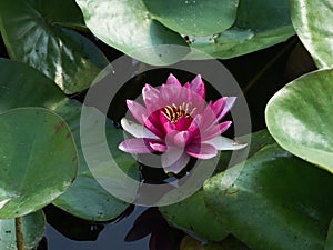 Pink Nymphaea in a pond